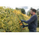 Кущоріз акумуляторний DeWALT DCMHT562P1